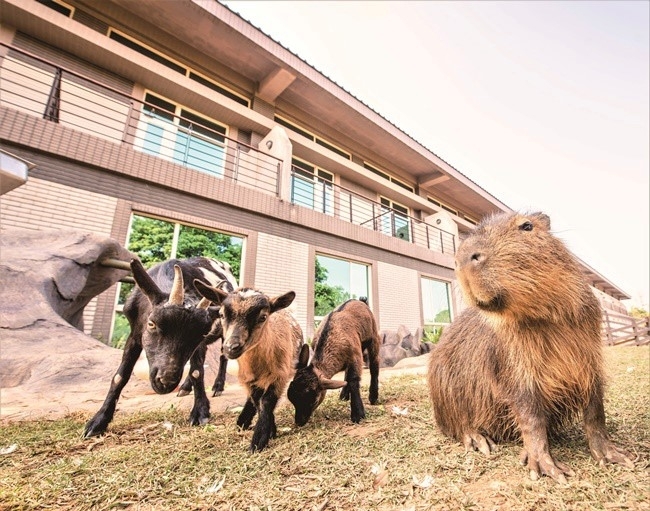 【台湾情報】窓の外にはくつろぐカピパラ!新竹の人気サファリホテルに癒しの新プランが登場。