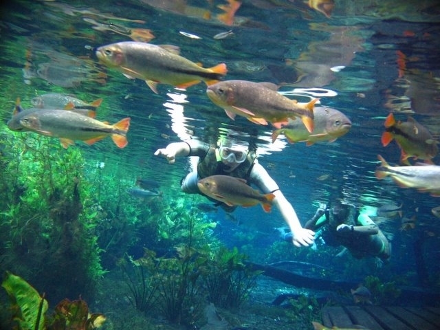 驚きの世界の《絶景》水族館① ブラジル:Aquario Natura(天然水族館)
