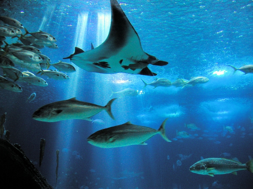 驚きの世界の《絶景》水族館② ポルトガル:リスボン海洋水族館