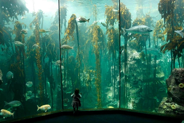 驚きの世界の《絶景》水族館④ 南アフリカ:トゥー・オーシャンズ水族館