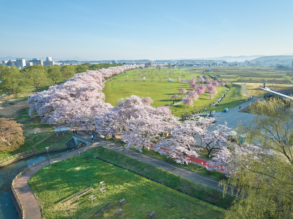 2kmの並木が美しい桃色に