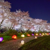 令和8年4月10日開幕！岩手「展勝地公園」の「北上展勝地さくらまつり」