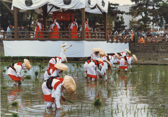 6月開催！歴史を感じる「日本の祭」⑦御田植神事／大阪府