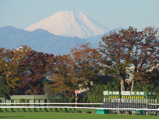 デートにもぴったり♡国内のおすすめ競馬場《1》東京競馬場