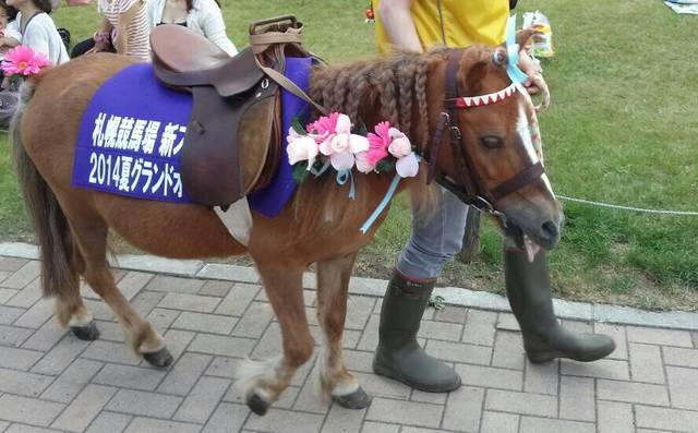 デートにもぴったり♡国内のおすすめ競馬場《6》札幌競馬場