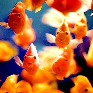 《すみだ水族館》夏限定！1000匹の金魚が彩るワンダーランドとは