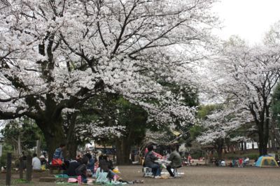神奈川県・綾瀬市の「光綾公園」の魅力④春には桜の花見