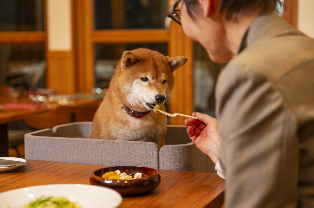 愛犬と過ごす贅沢な休日。ドッグラン併設のフレンチ店