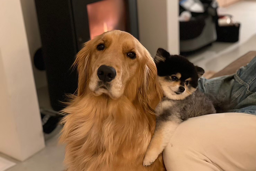 愛犬と旅の思い出づくりができる「S HUT」