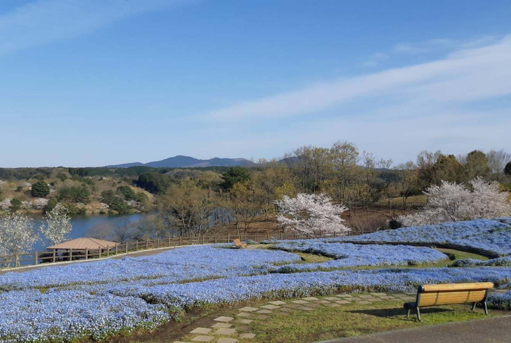 空と湖がひとつになる、約70万本の青いじゅうたん