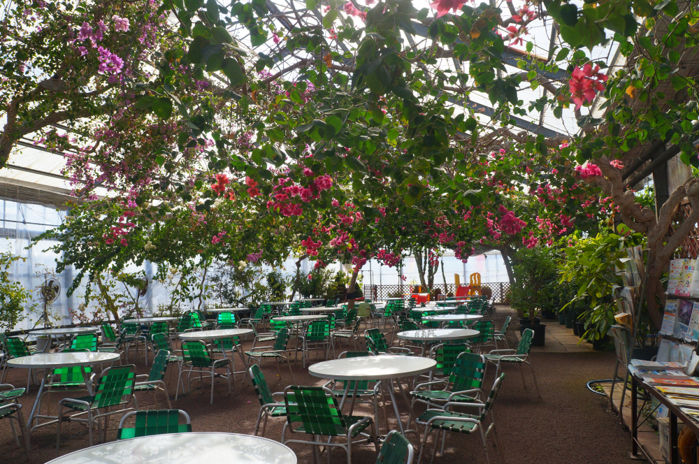 ブーゲンビリアに魅了！南国ムード漂うナーセリー