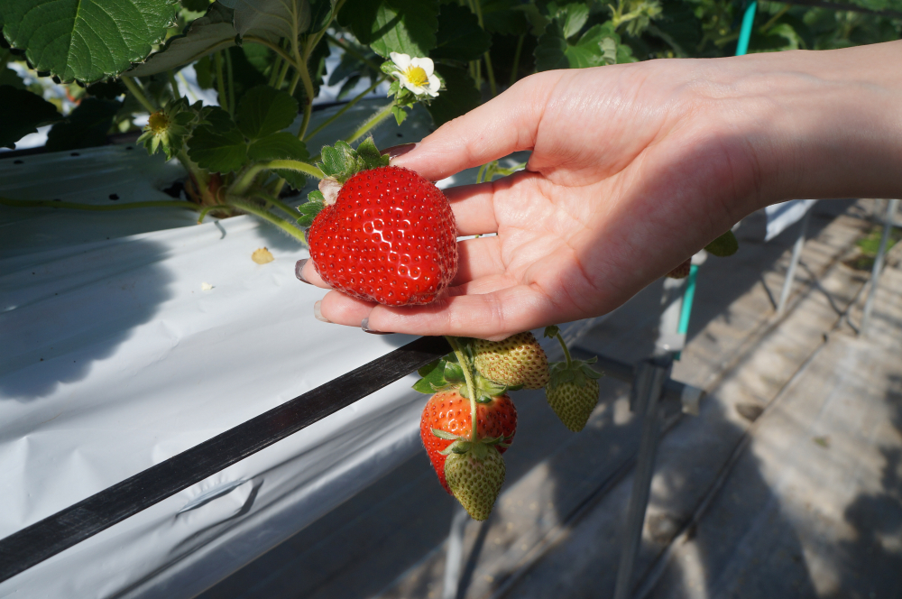 1～5月末頃限定！40分間食べ放題のイチゴ狩り