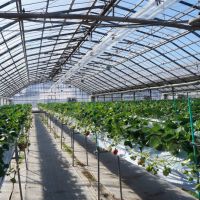 高知の観光農園で味わう高品質なメロンやスイカ！花とフルーツに囲まれた南国の楽園「西島園芸団地」へ