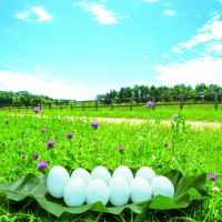 青森から届く旬の無農薬野菜が満載！「ホテルコンチネンタル府中」で農場直送の食を心ゆくまで味わい尽くす