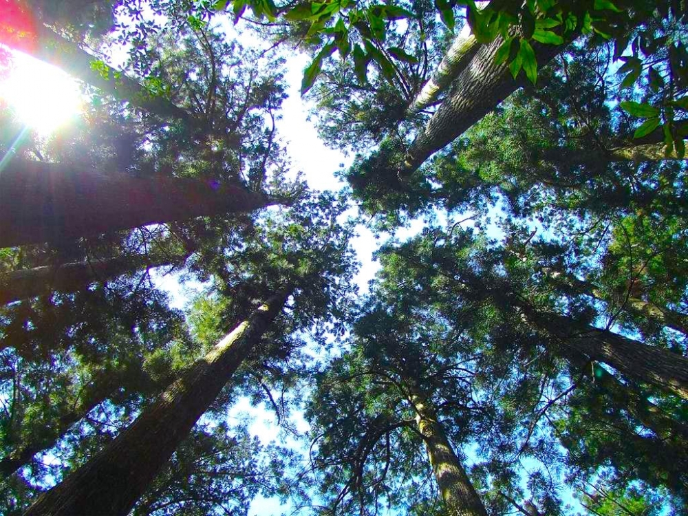 鬱蒼とした杉が秘境めく♪森林浴をするなら高知県「千本山」登山