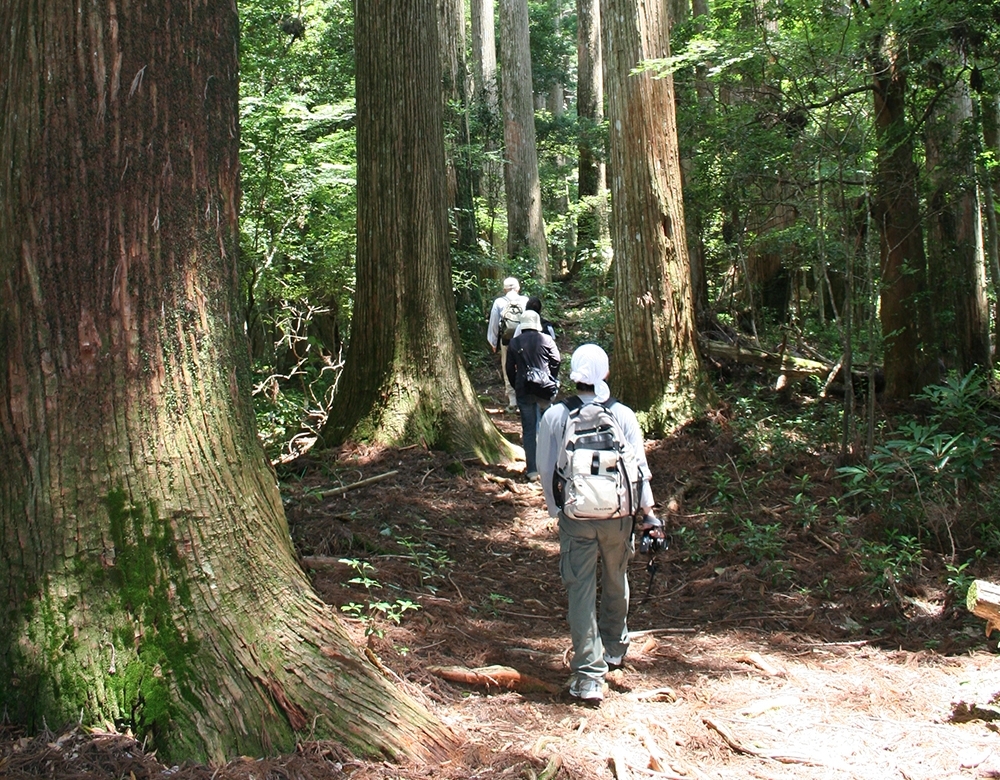 秘境!高知県「千本山」へのアクセス方法