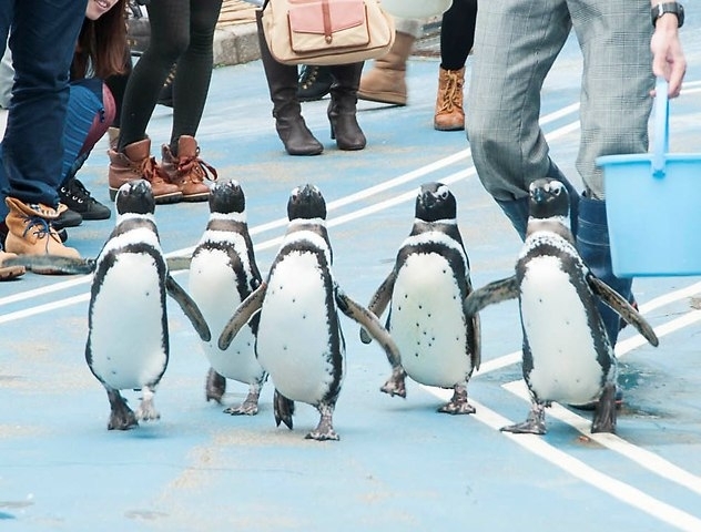 金沢観光の後に足を伸ばそう♪石川県「のとじま水族館」の魅力