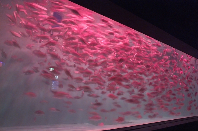 石川県「のとじま水族館」の魅力その②　魅力的な特別展