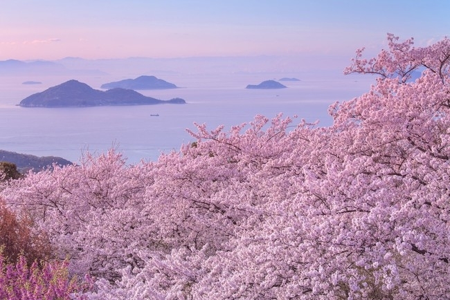 オンラインで絶景お花見気分 桜ドローンプロジェクト21年 旅色プラス